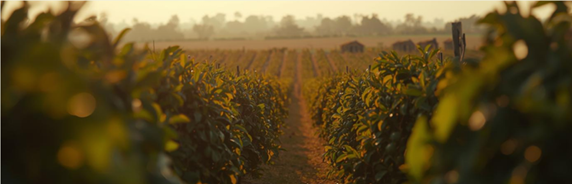 picture website avocado true price
